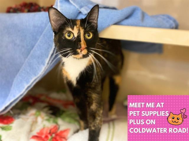 ZIPPY, Adoptable, Young Female Domestic Short Hair.