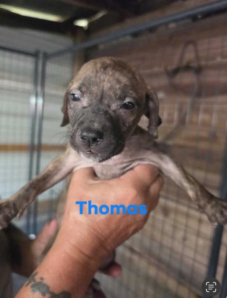 Enlarge Thomas, a Adoptable mixed breed in Waynesville, GA image 2/2