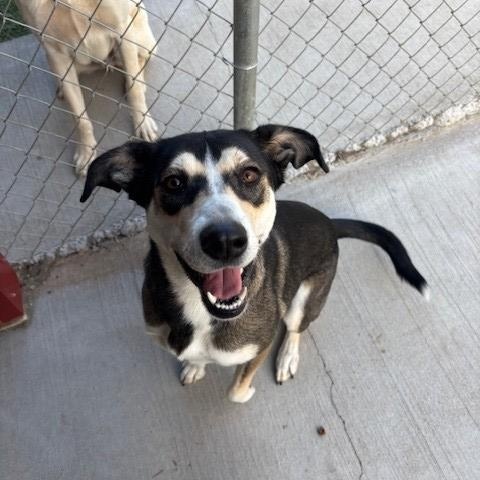 Wishbone, ADOPTABLE, Adult Female Shepherd.