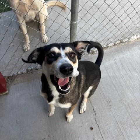 Wishbone, a ADOPTABLE mixed breed in Fayetteville, AR image 3/4