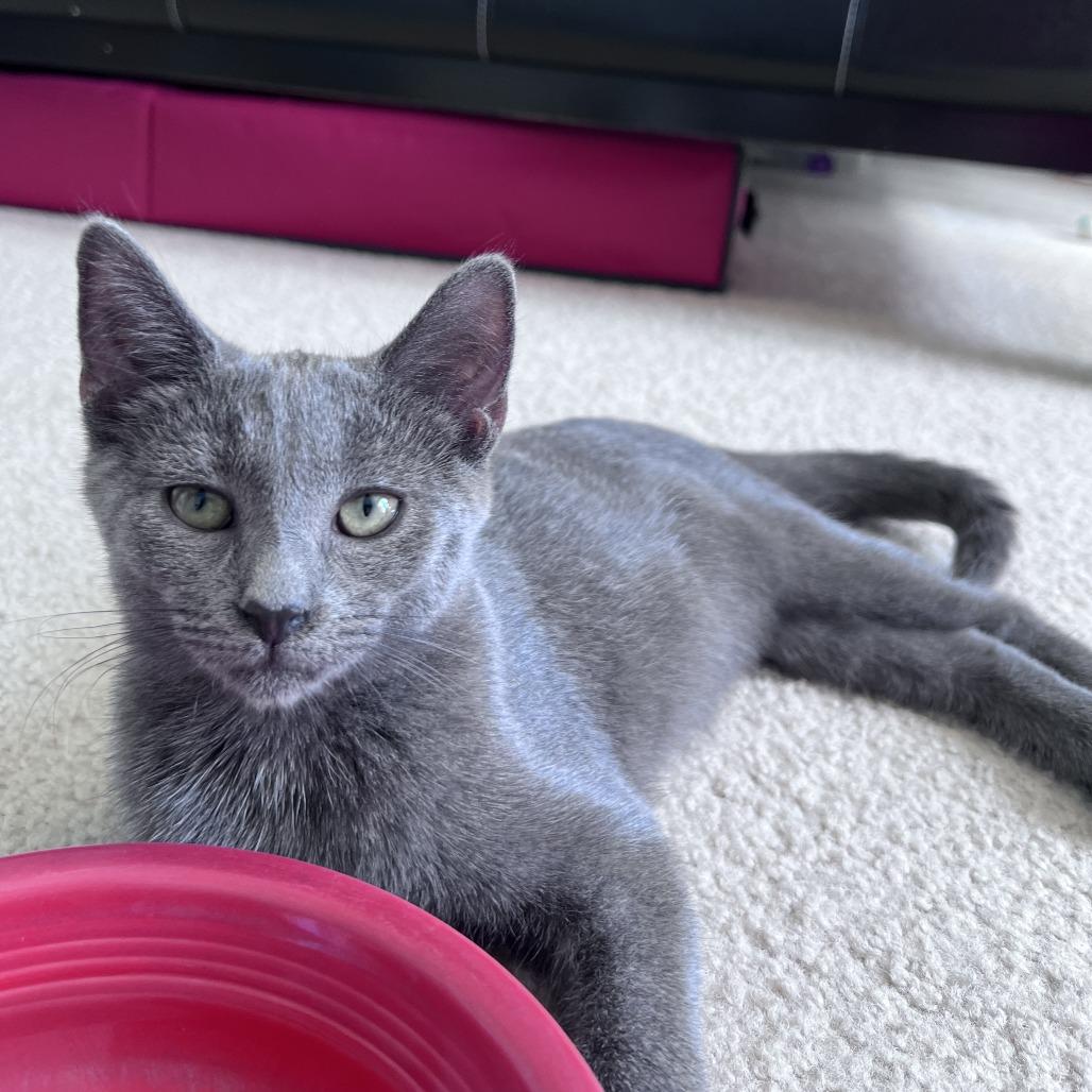 Wynken, Adoptable, Kitten Female Domestic Short Hair.