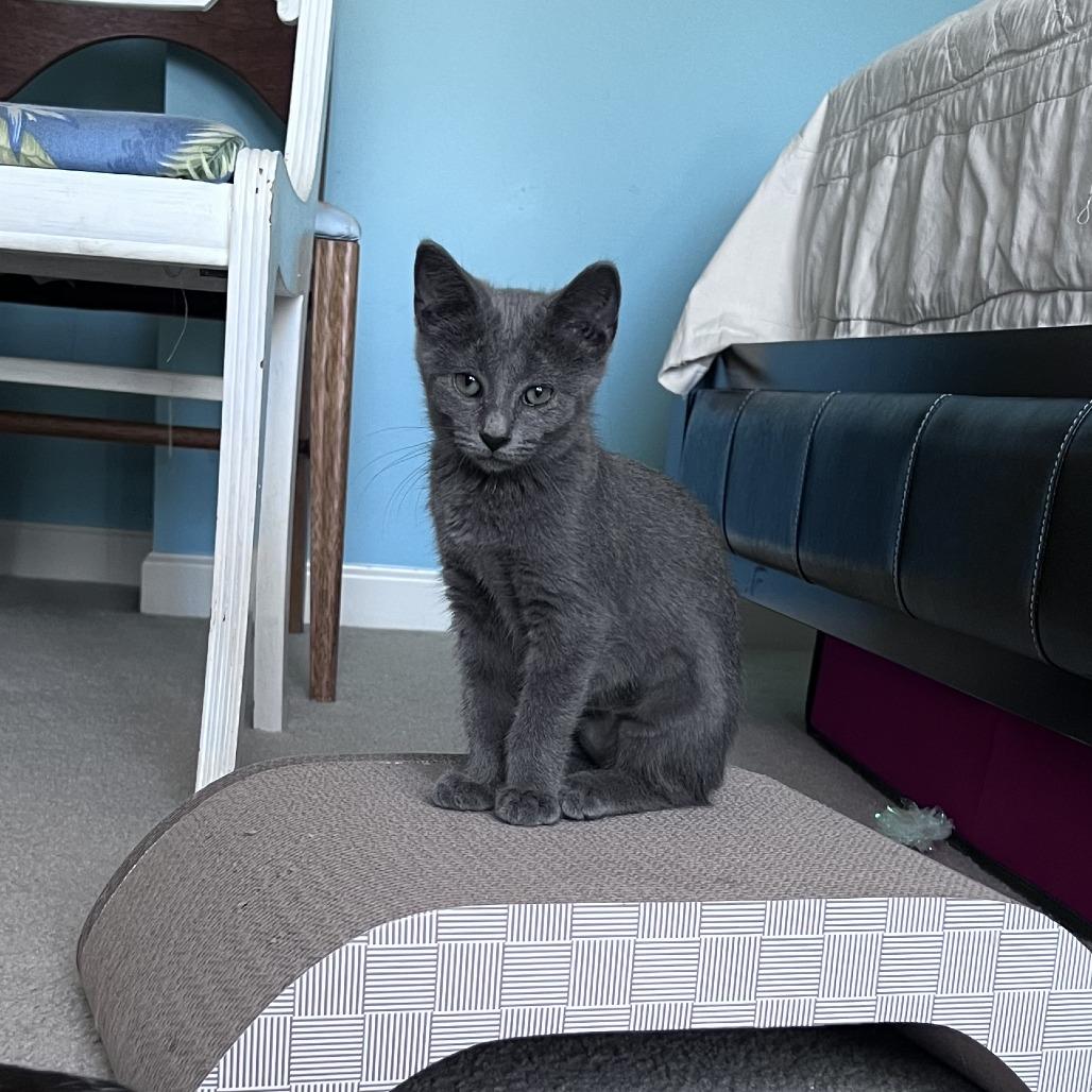 Enlarge Wynken, a Adoptable Domestic Short Hair in Gibsonia, PA image 2/6