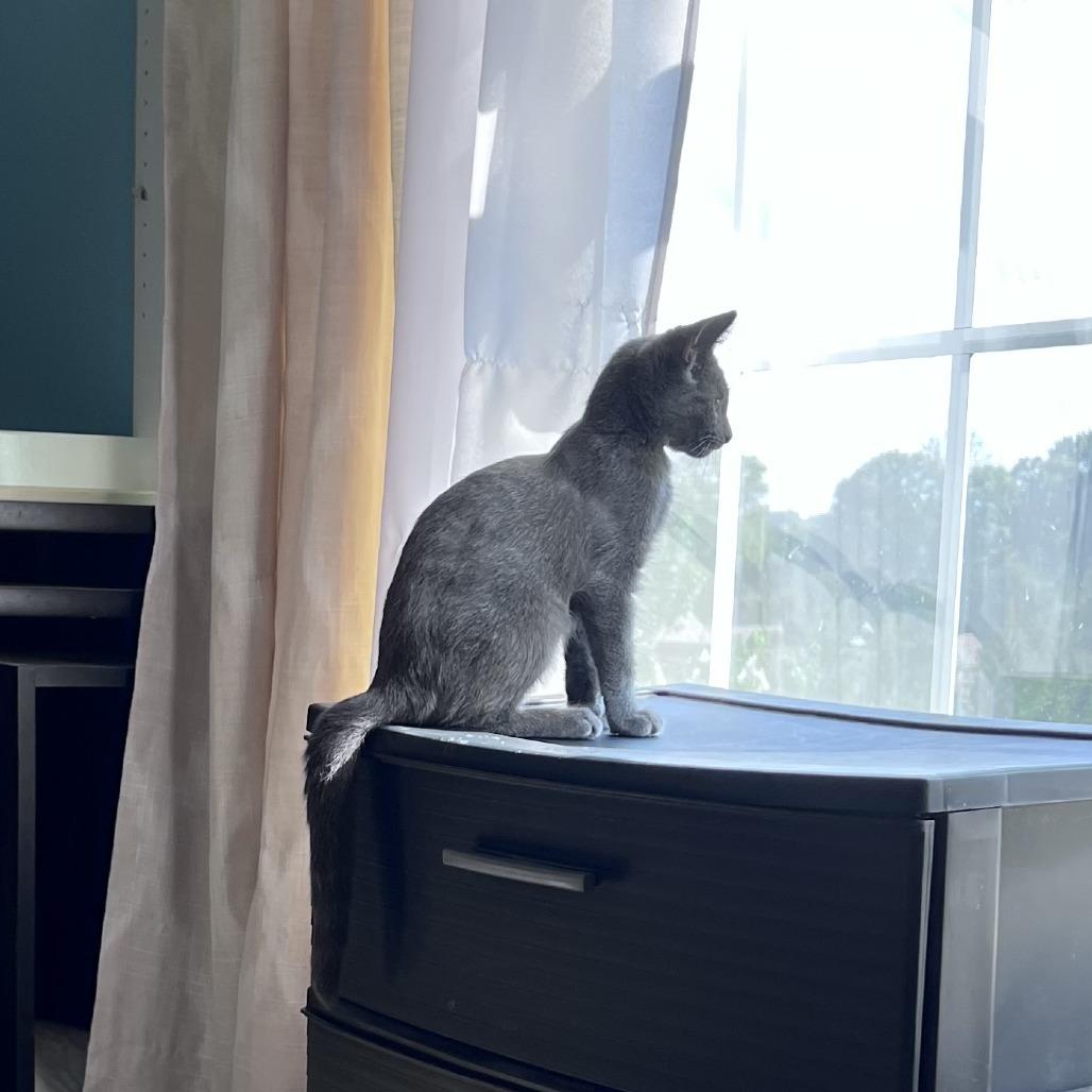 Enlarge Wynken, a Adoptable Domestic Short Hair in Gibsonia, PA image 3/6
