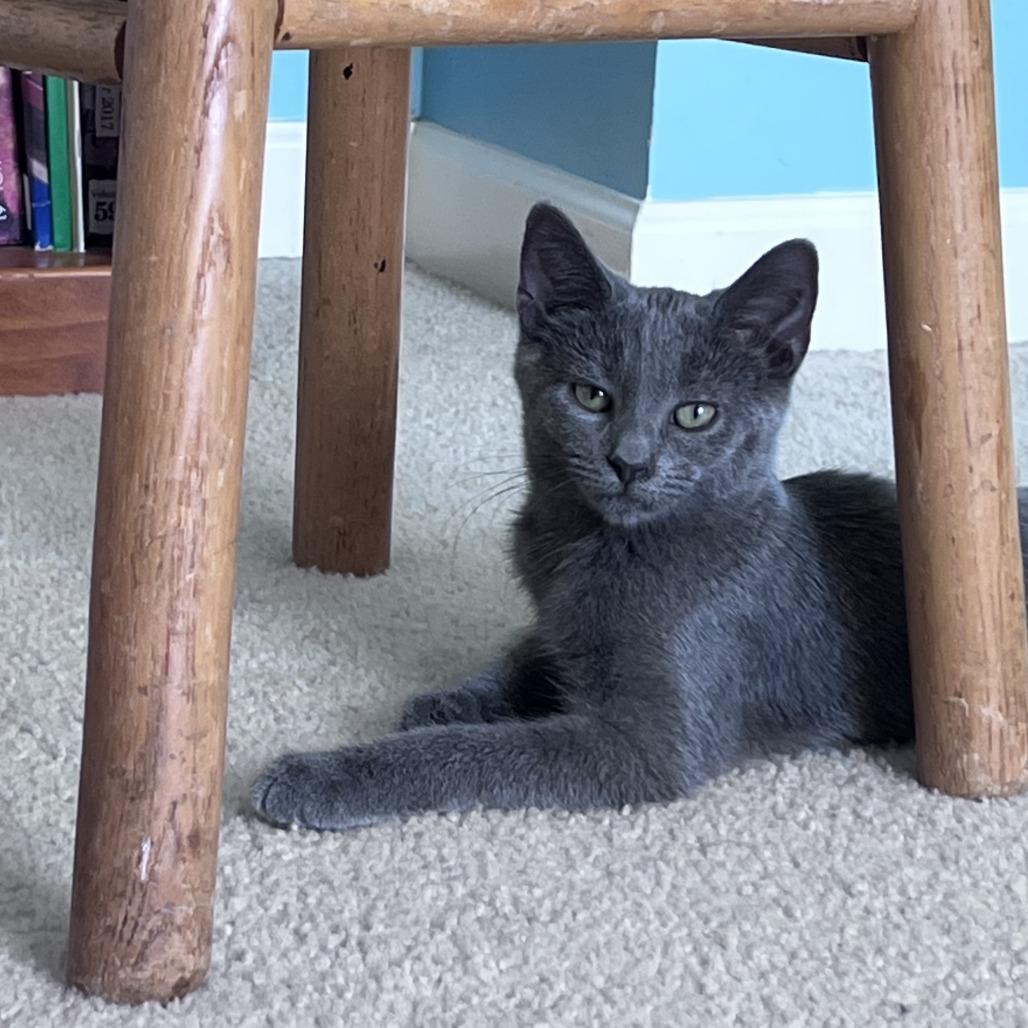Enlarge Wynken, a Adoptable Domestic Short Hair in Gibsonia, PA image 4/6