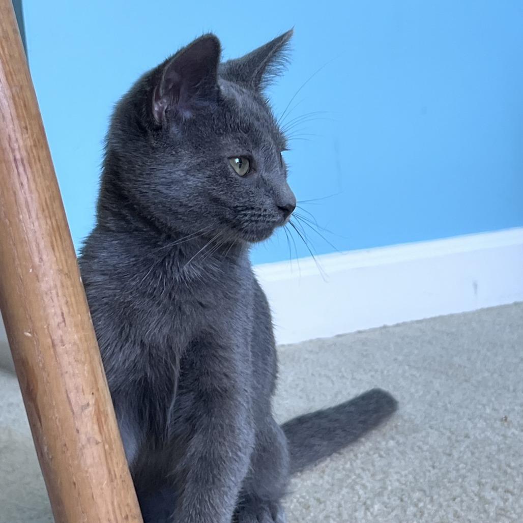 Enlarge Wynken, a Adoptable Domestic Short Hair in Gibsonia, PA image 5/6
