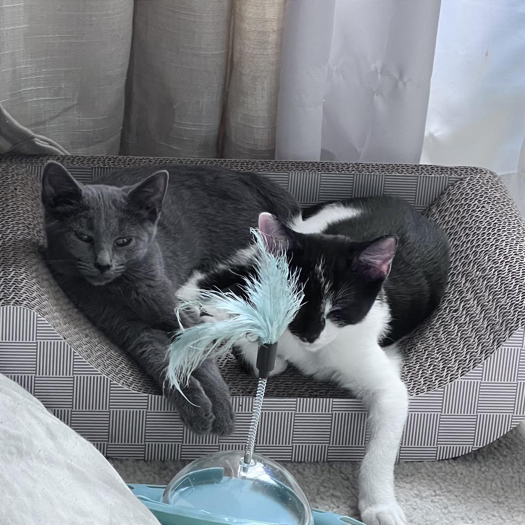 Enlarge Wynken, a Adoptable Domestic Short Hair in Gibsonia, PA image 6/6