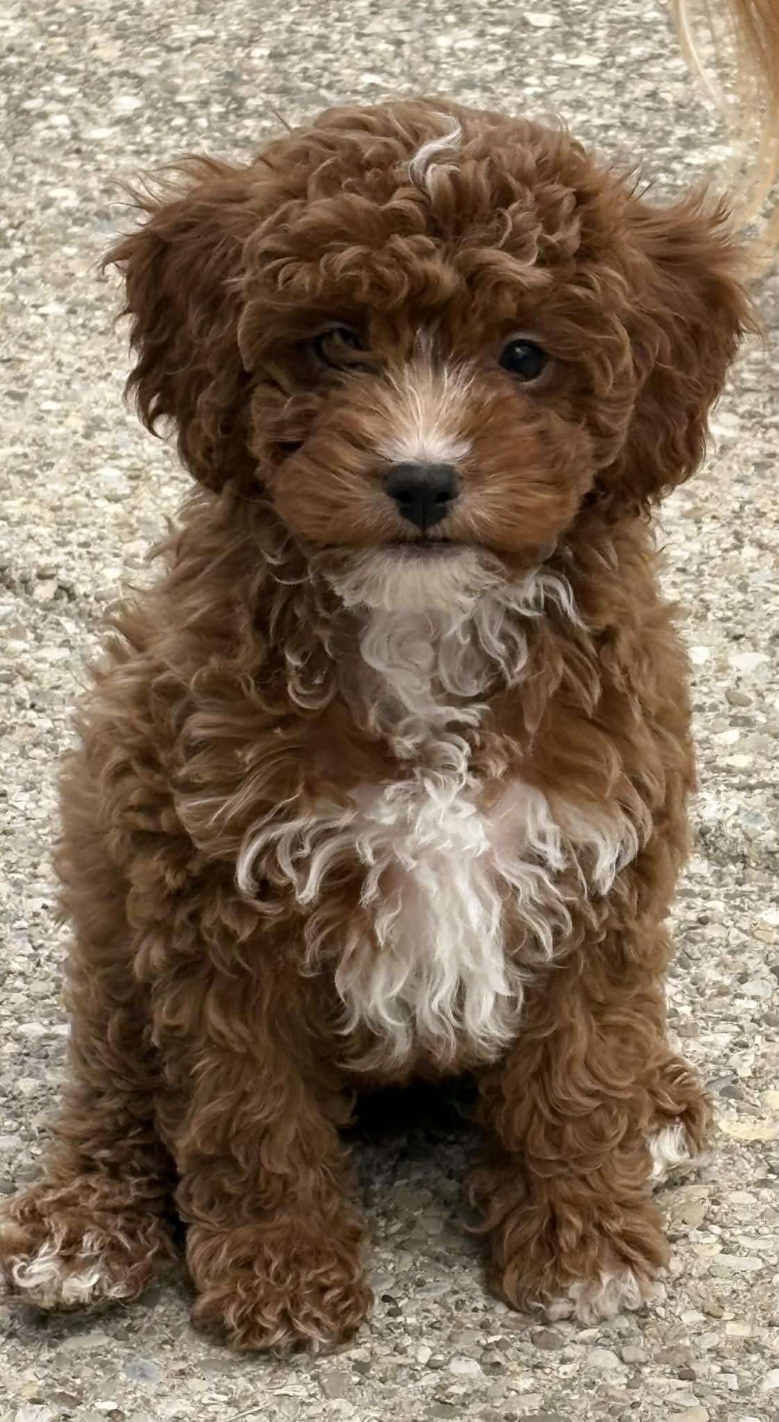 Lake, Adopted, Puppy Female Cavalier King Charles Spaniel & Poodle.