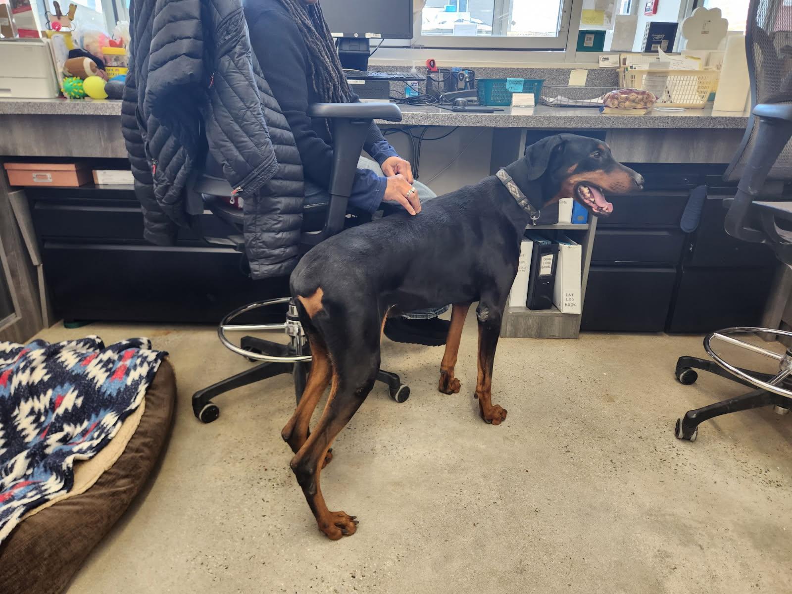 Enlarge Kobe, an adopted Doberman Pinscher in New Rochelle, NY image 5/6