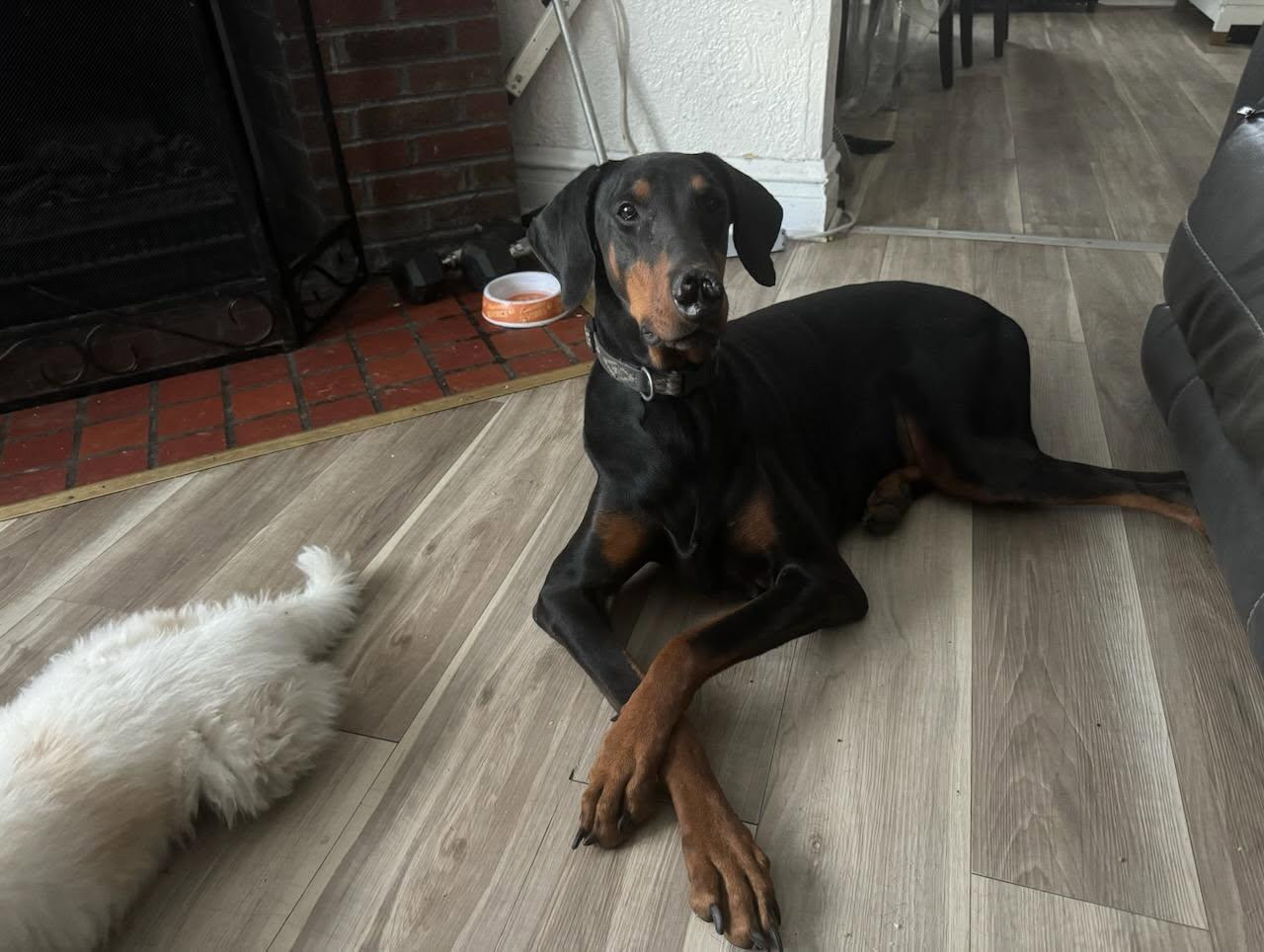 Kobe, adopted, Adult Male Doberman Pinscher.