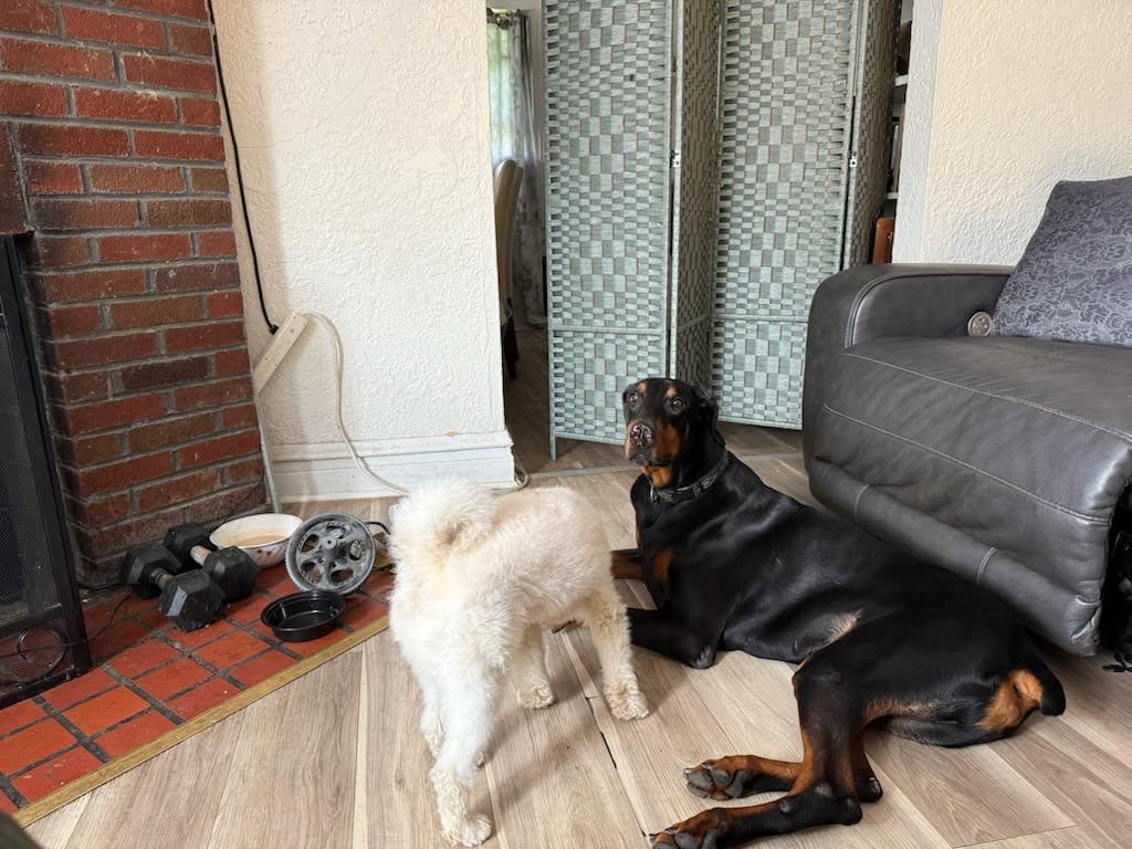 Enlarge Kobe, an adopted Doberman Pinscher in New Rochelle, NY image 3/6