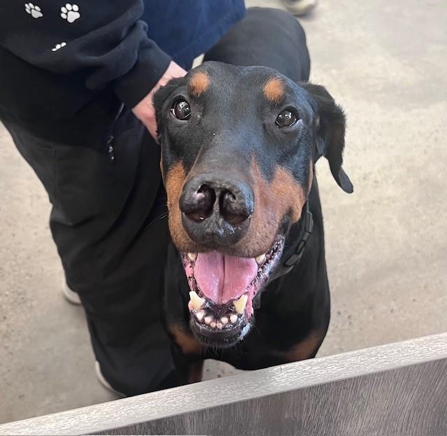 Enlarge Kobe, an adopted Doberman Pinscher in New Rochelle, NY image 2/6