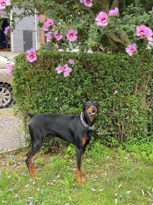 Enlarge Kobe, an adopted Doberman Pinscher in New Rochelle, NY image 4/6