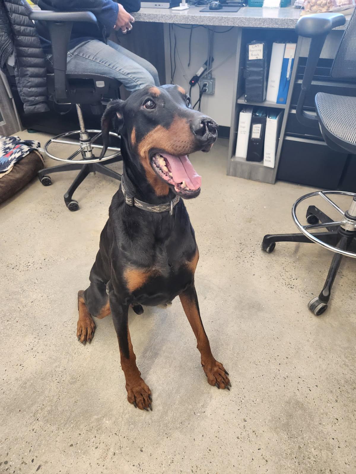 Enlarge Kobe, an adopted Doberman Pinscher in New Rochelle, NY image 6/6