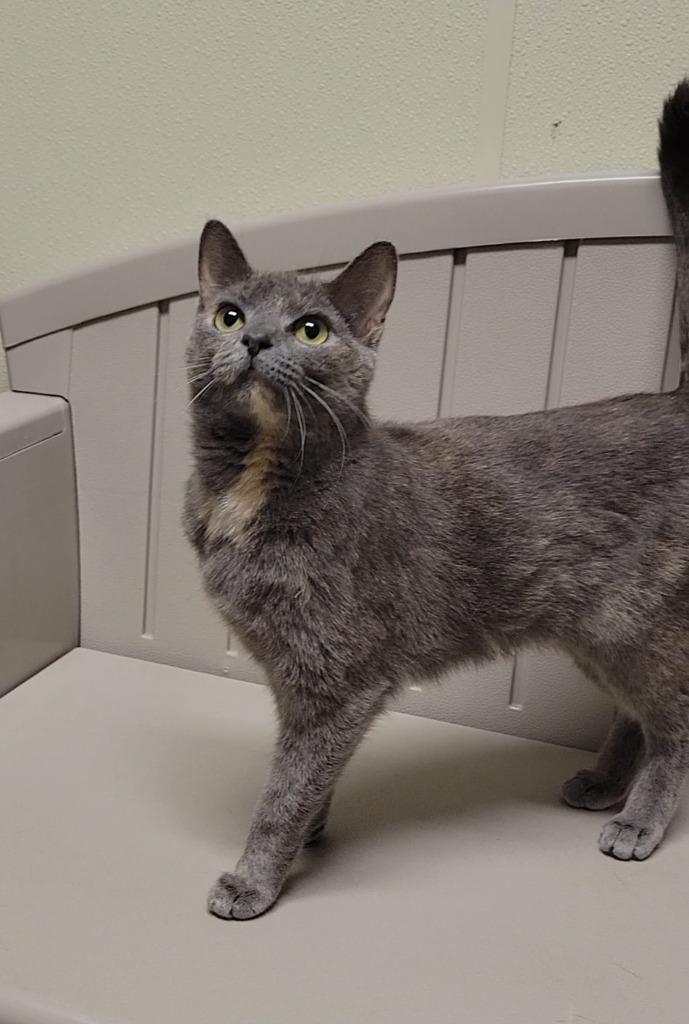 Pepper, Adoptable, Adult Female Domestic Short Hair.