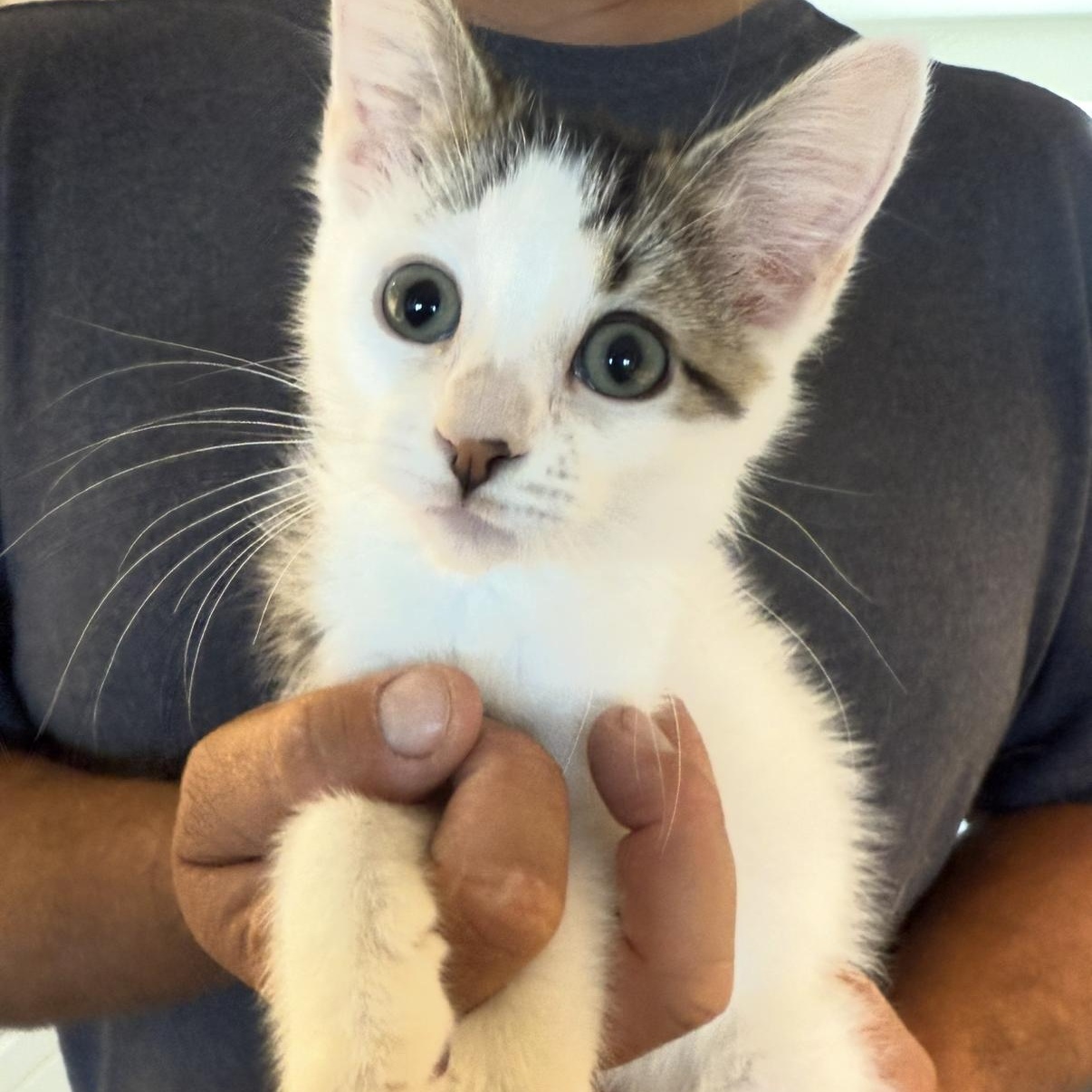 Daisy, ADOPTABLE, Kitten Female Domestic Short Hair.