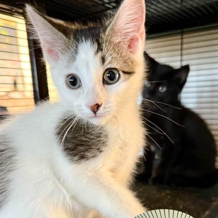 Daisy, a ADOPTABLE Domestic Short Hair in Richmond, MO image 2/2
