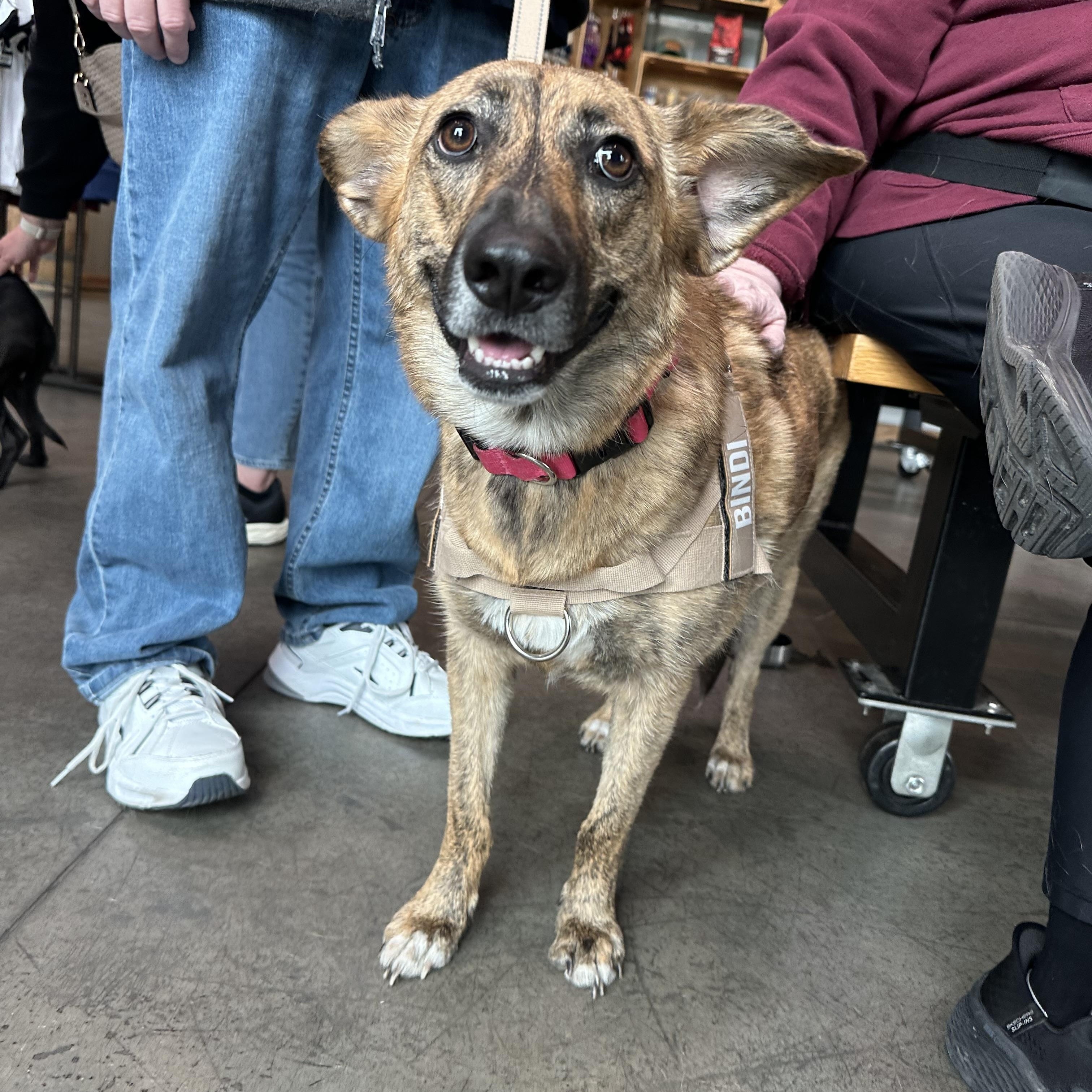 Enlarge Bindi, a ADOPTABLE mixed breed in Richmond, VA image 3/3