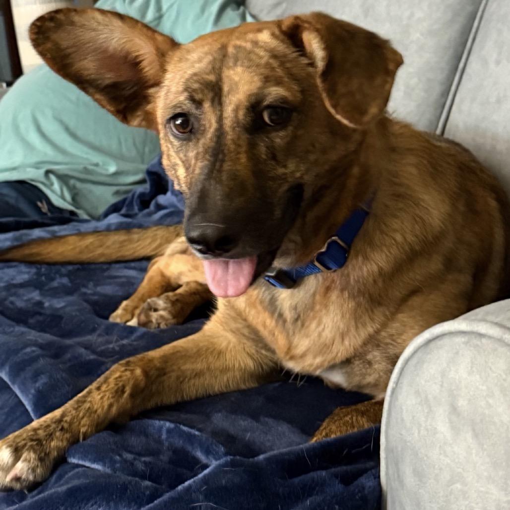 Enlarge Bindi, a ADOPTABLE mixed breed in Richmond, VA image 2/3