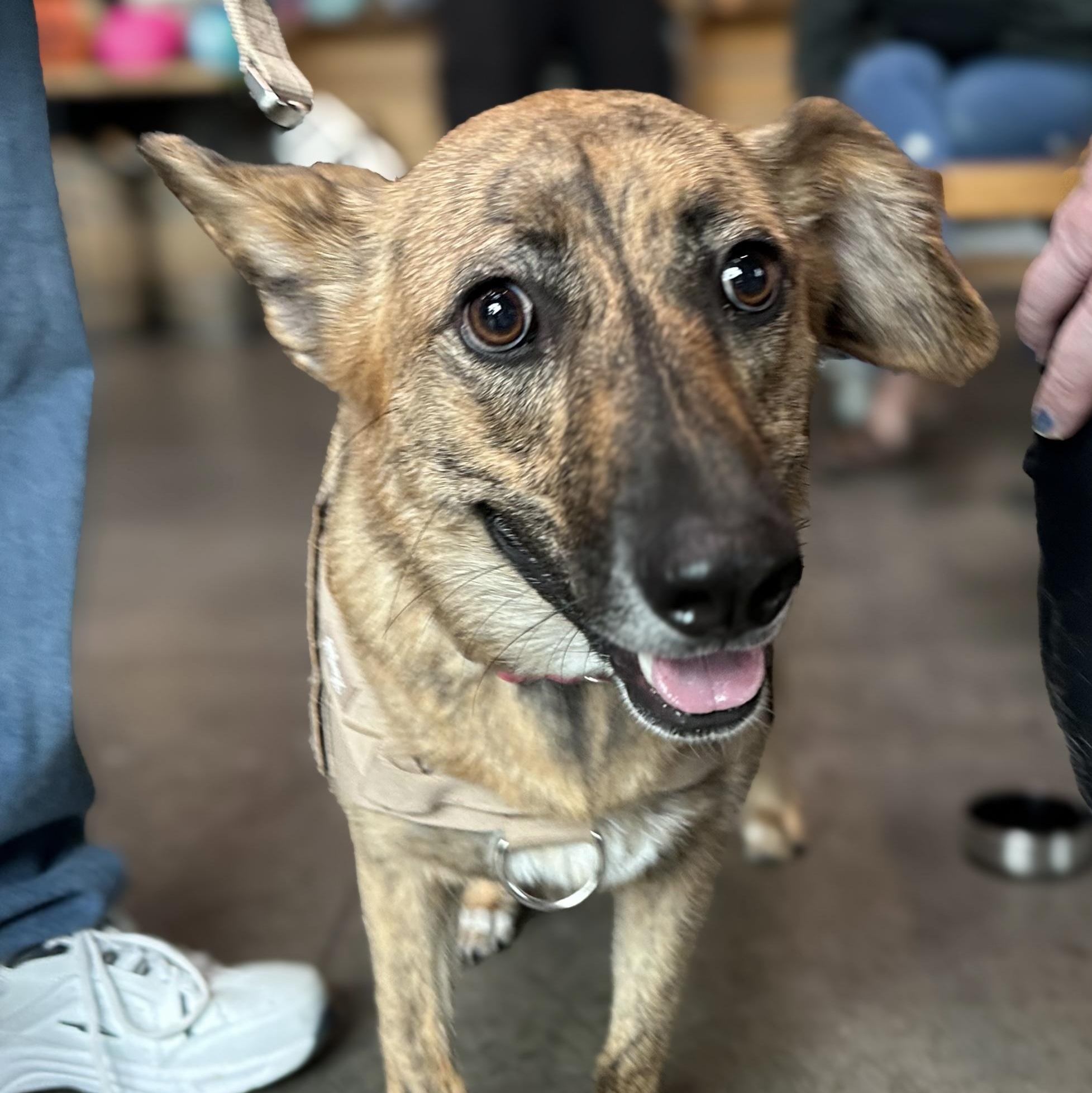 Bindi, ADOPTABLE, Young Female German Shepherd Dog & Beagle.