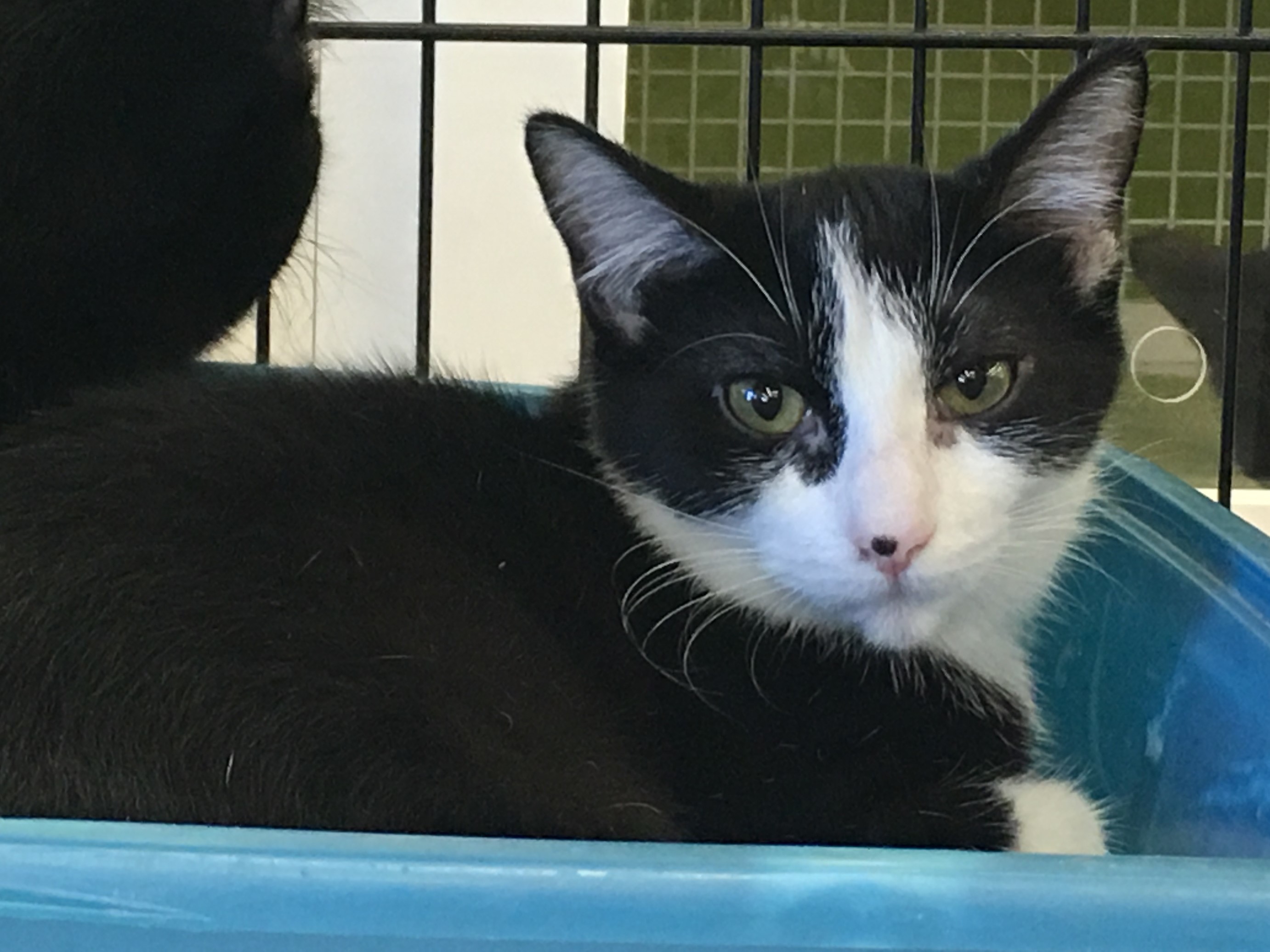 Domino, a Adoptable mixed breed in Whiting, IN image 1/8