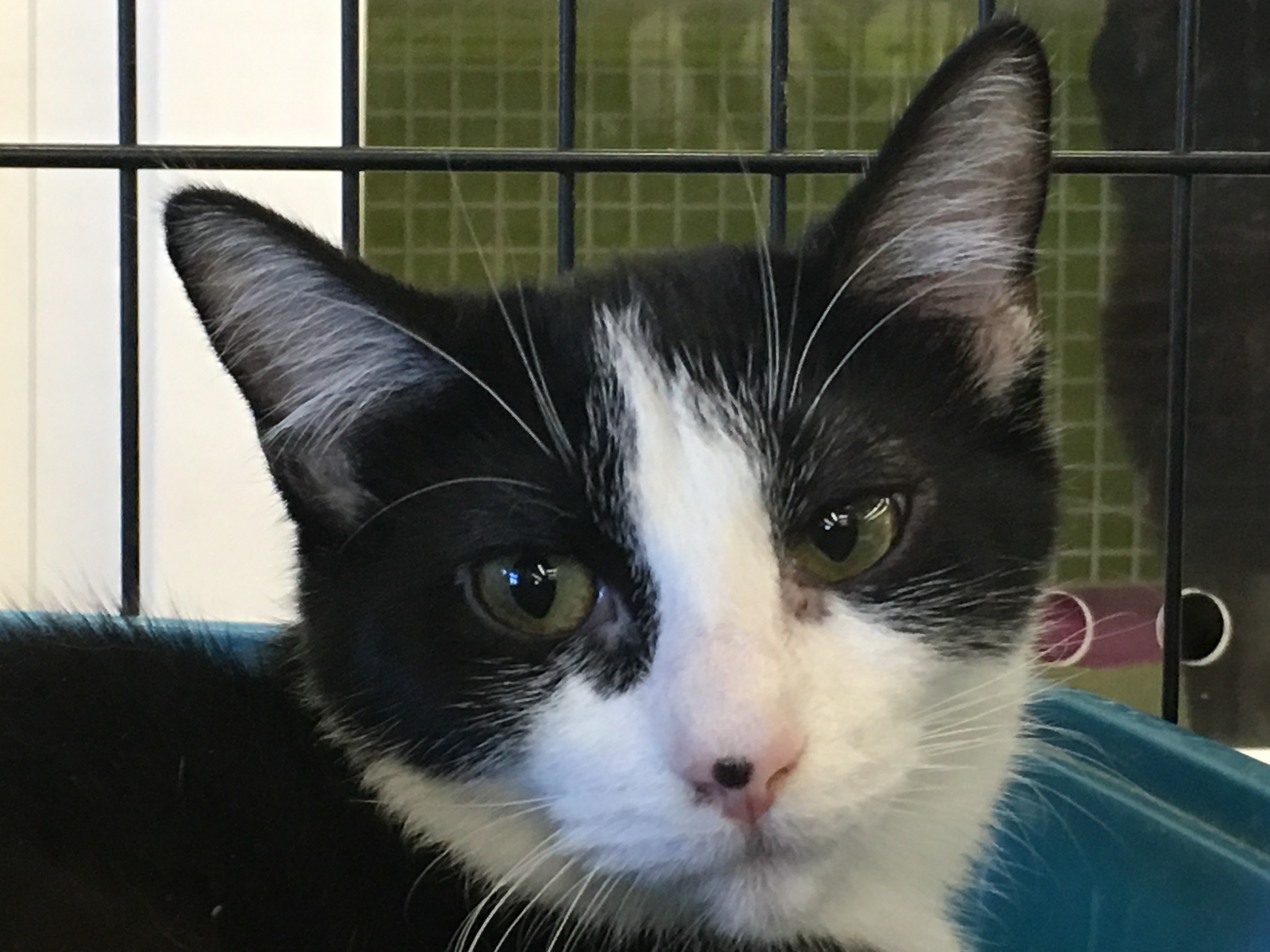 Domino, a Adoptable mixed breed in Whiting, IN image 2/8