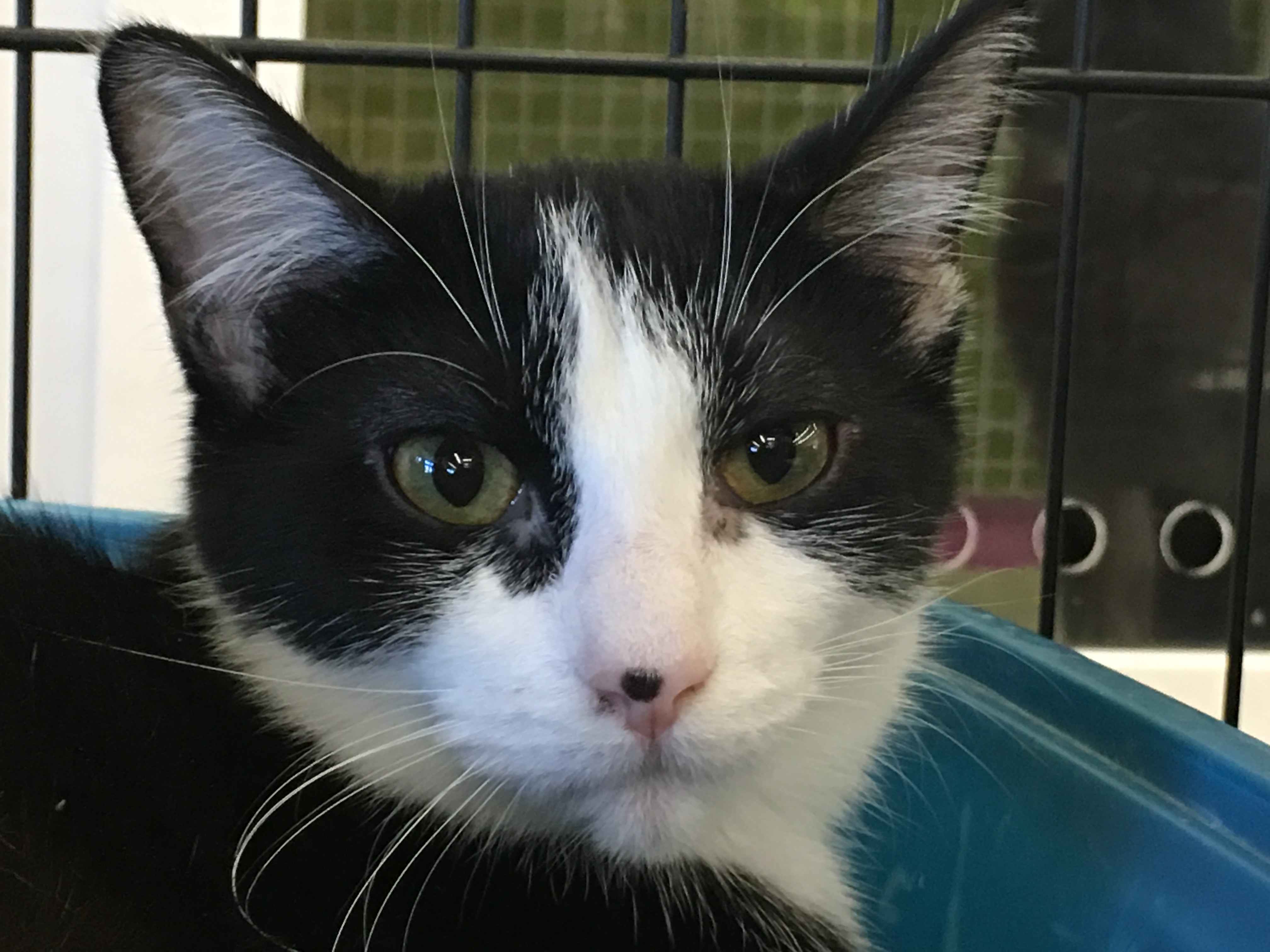 Domino, a Adoptable mixed breed in Whiting, IN image 4/8