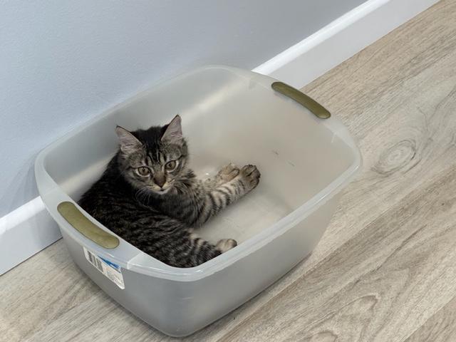 Enlarge Milo, a ADOPTABLE Tabby in Monrovia , CA image 1/3