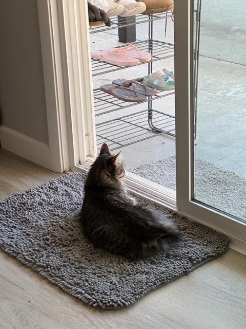 Enlarge Milo, a ADOPTABLE Tabby in Monrovia , CA image 3/3