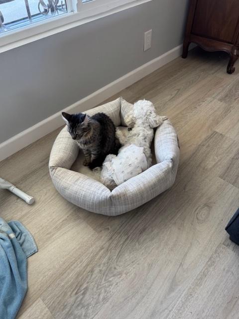 Enlarge Milo, a ADOPTABLE Tabby in Monrovia , CA image 2/3