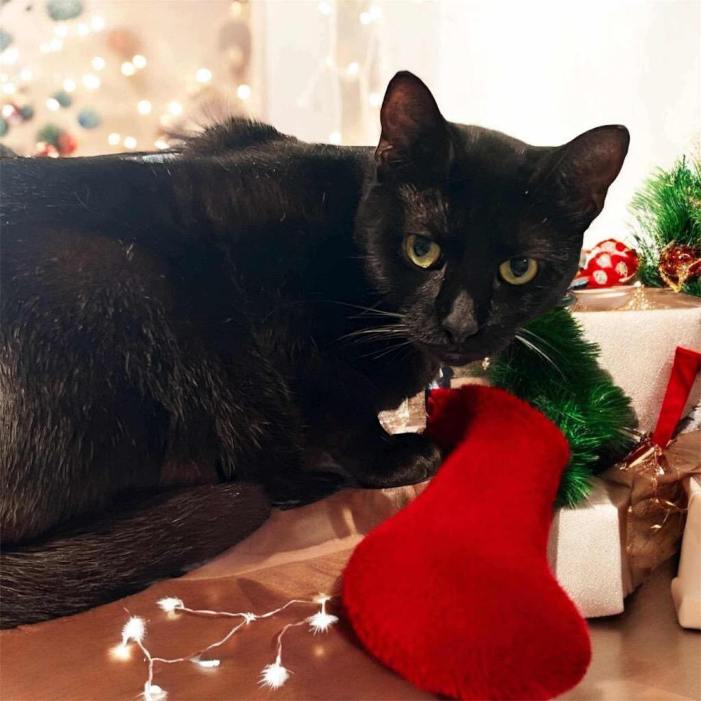 Lisa Marie, Adoptable, Adult Female Domestic Short Hair.