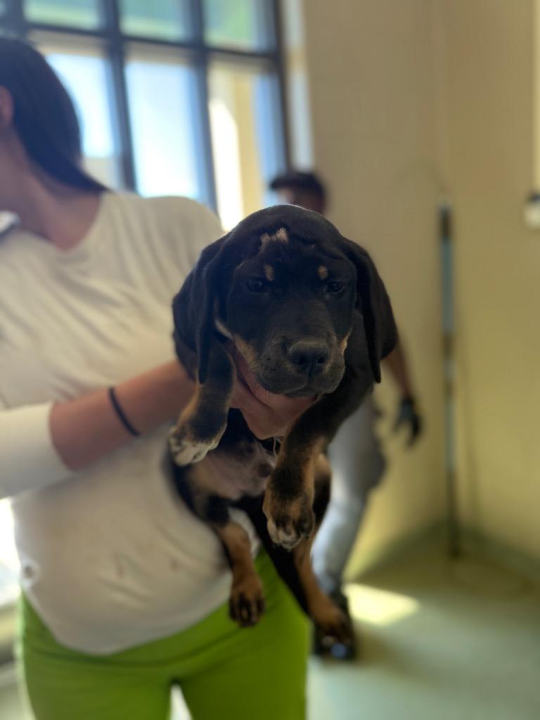 Enlarge Scarface, a Adoptable mixed breed in Gallatin, TN image 1/3