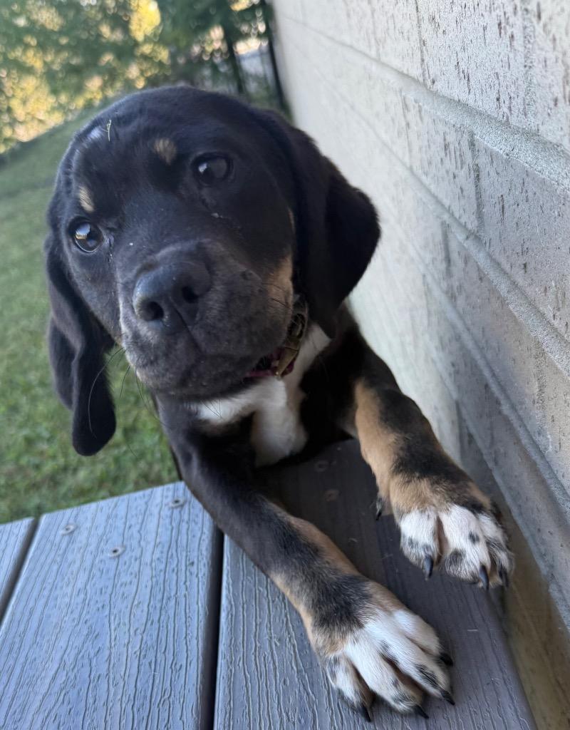 Enlarge Scarface, a Adoptable mixed breed in Gallatin, TN image 2/3