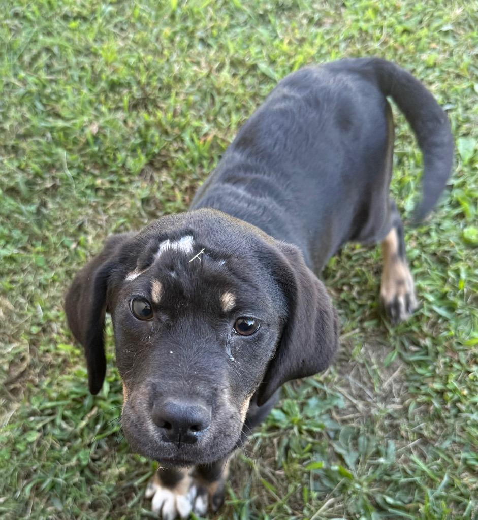 Enlarge Scarface, a Adoptable mixed breed in Gallatin, TN image 3/3
