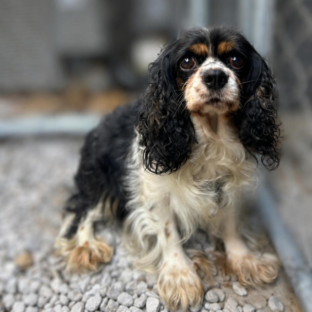 Cavalier King Charles Spaniels for Adoption in Horn Lake