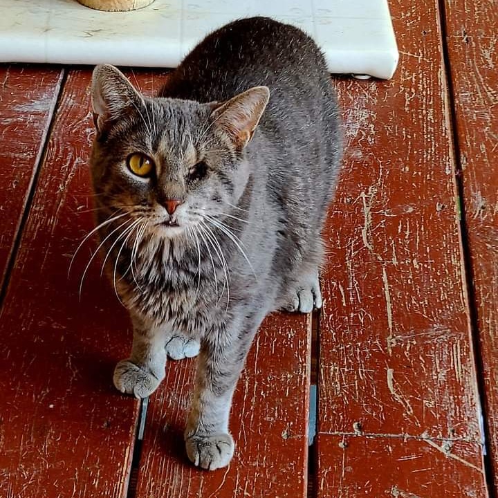 Enlarge Willie, a Adoptable Domestic Short Hair in Dillsburg, PA image 3/6