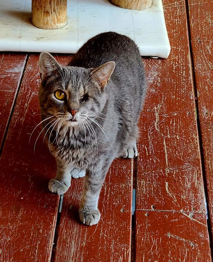 Enlarge Willie, a Adoptable Domestic Short Hair in Dillsburg, PA image 8/12