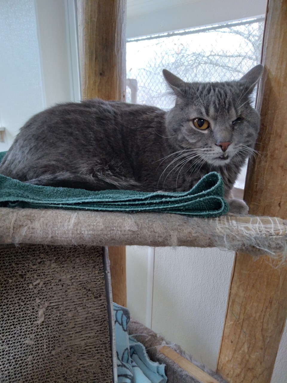 Willie, a Adoptable Domestic Short Hair in Dillsburg, PA image 1/12