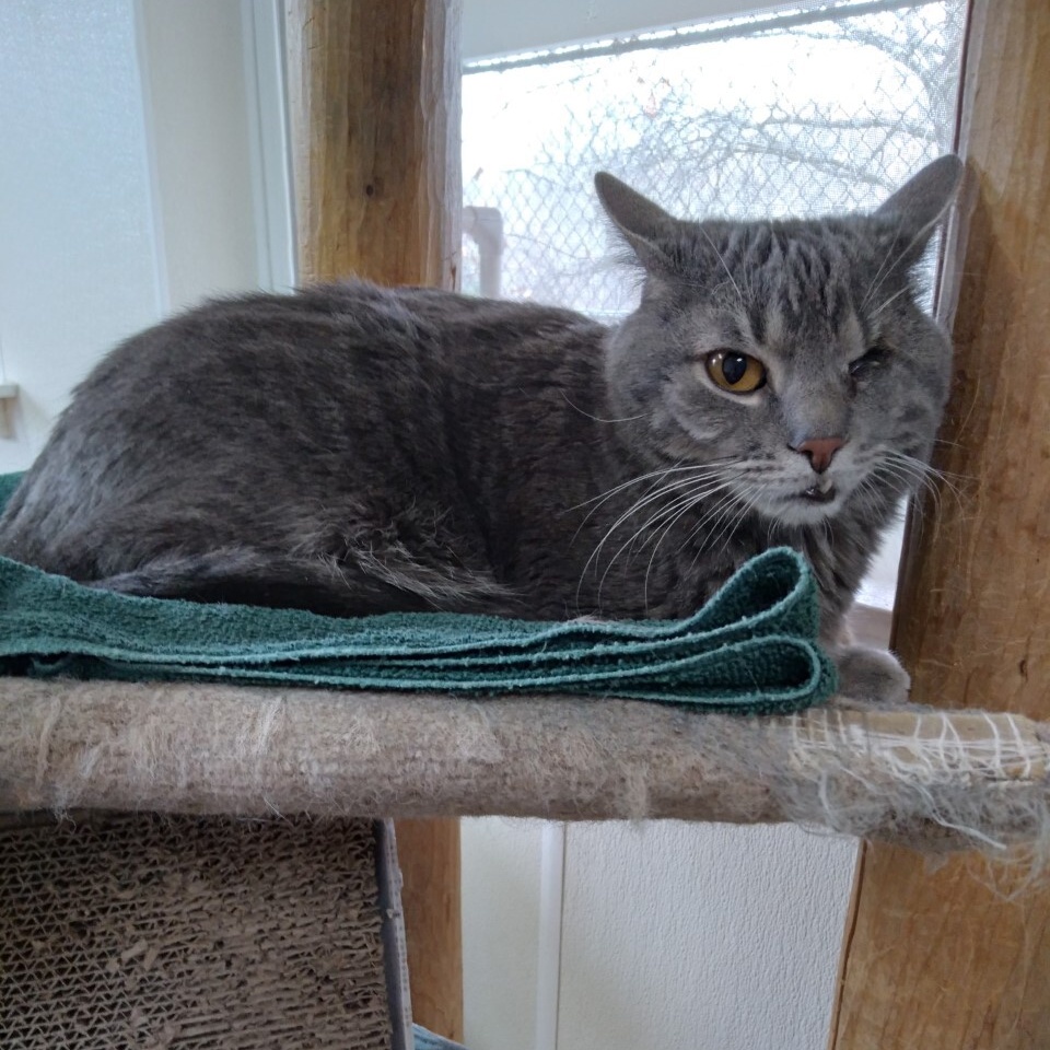 Enlarge Willie, a Adoptable Domestic Short Hair in Dillsburg, PA image 2/6