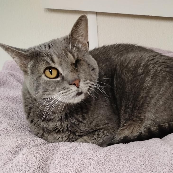 Willie, Adoptable, Adult Male Domestic Short Hair.