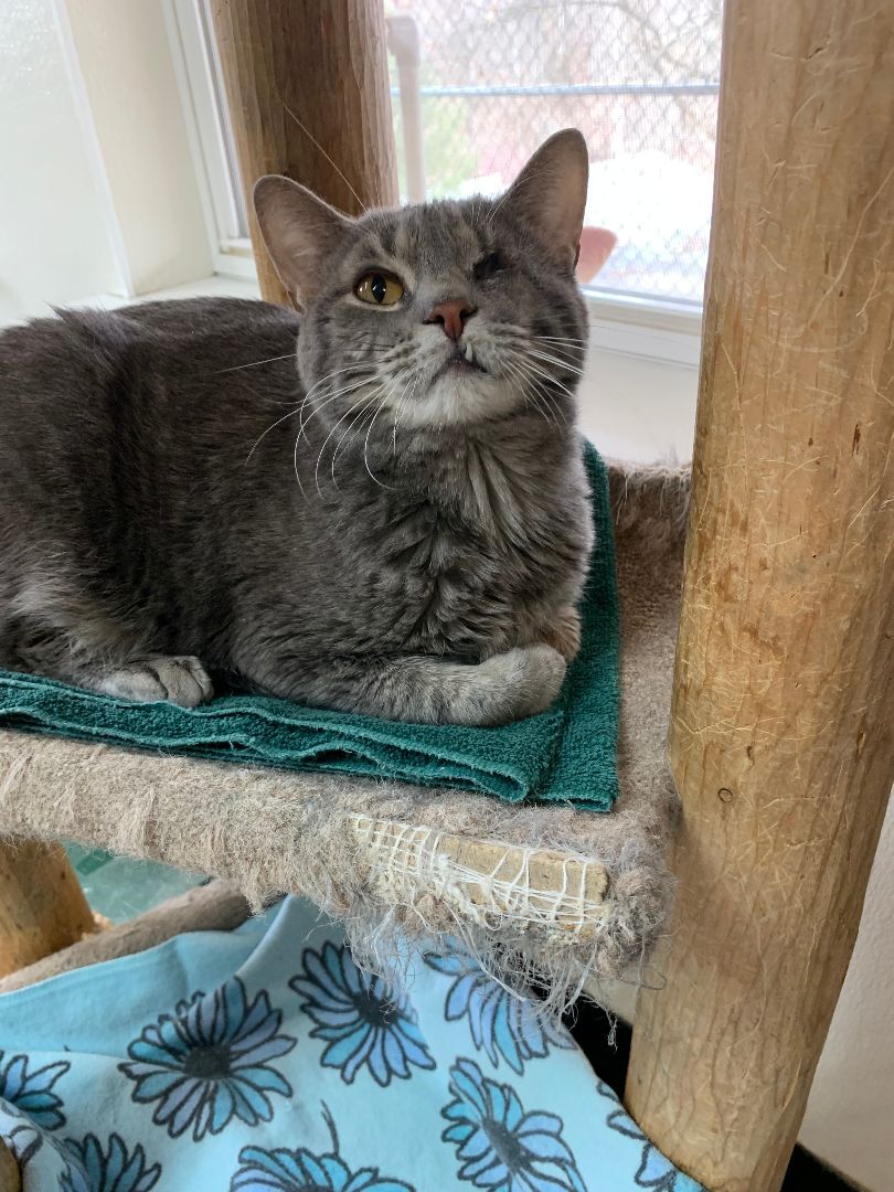 Enlarge Willie, a Adoptable Domestic Short Hair in Dillsburg, PA image 9/12