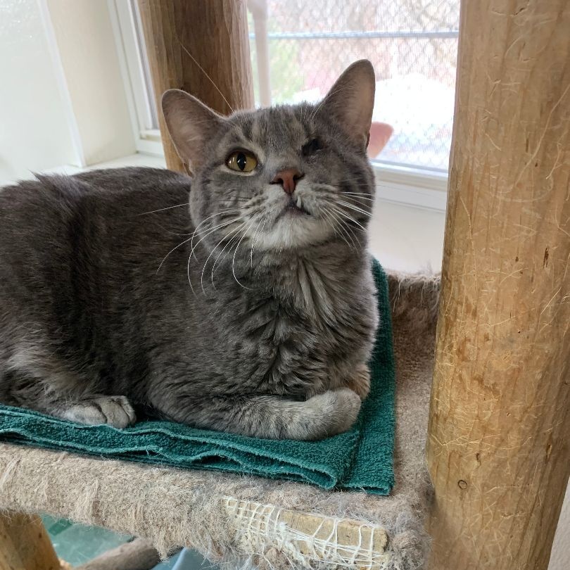 Enlarge Willie, a Adoptable Domestic Short Hair in Dillsburg, PA image 4/6