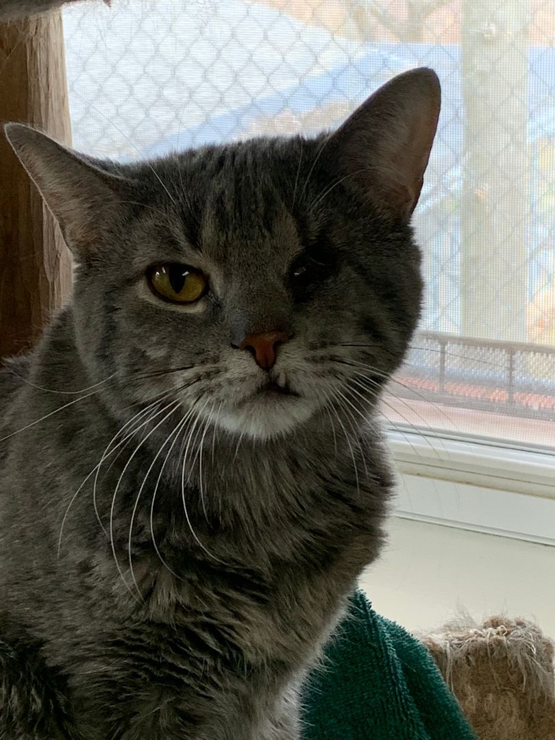 Enlarge Willie, a Adoptable Domestic Short Hair in Dillsburg, PA image 10/12