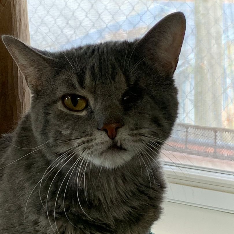 Enlarge Willie, a Adoptable Domestic Short Hair in Dillsburg, PA image 5/6