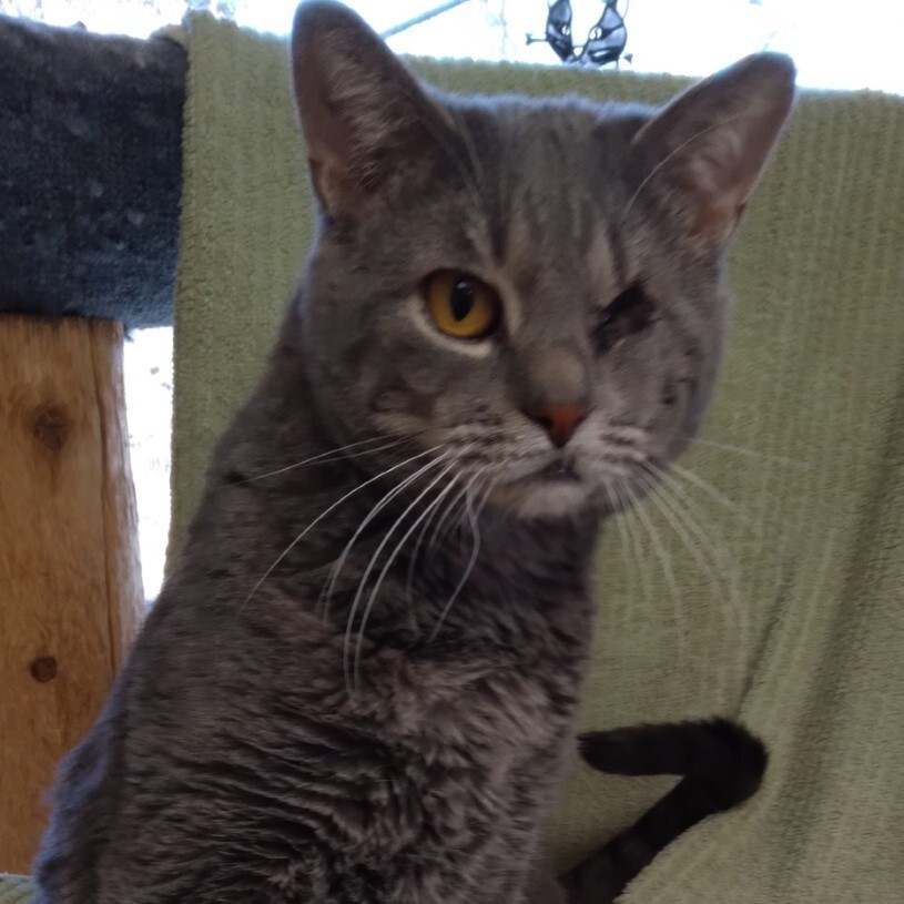 Enlarge Willie, a Adoptable Domestic Short Hair in Dillsburg, PA image 11/12