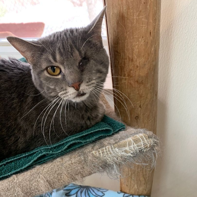 Enlarge Willie, a Adoptable Domestic Short Hair in Dillsburg, PA image 6/6