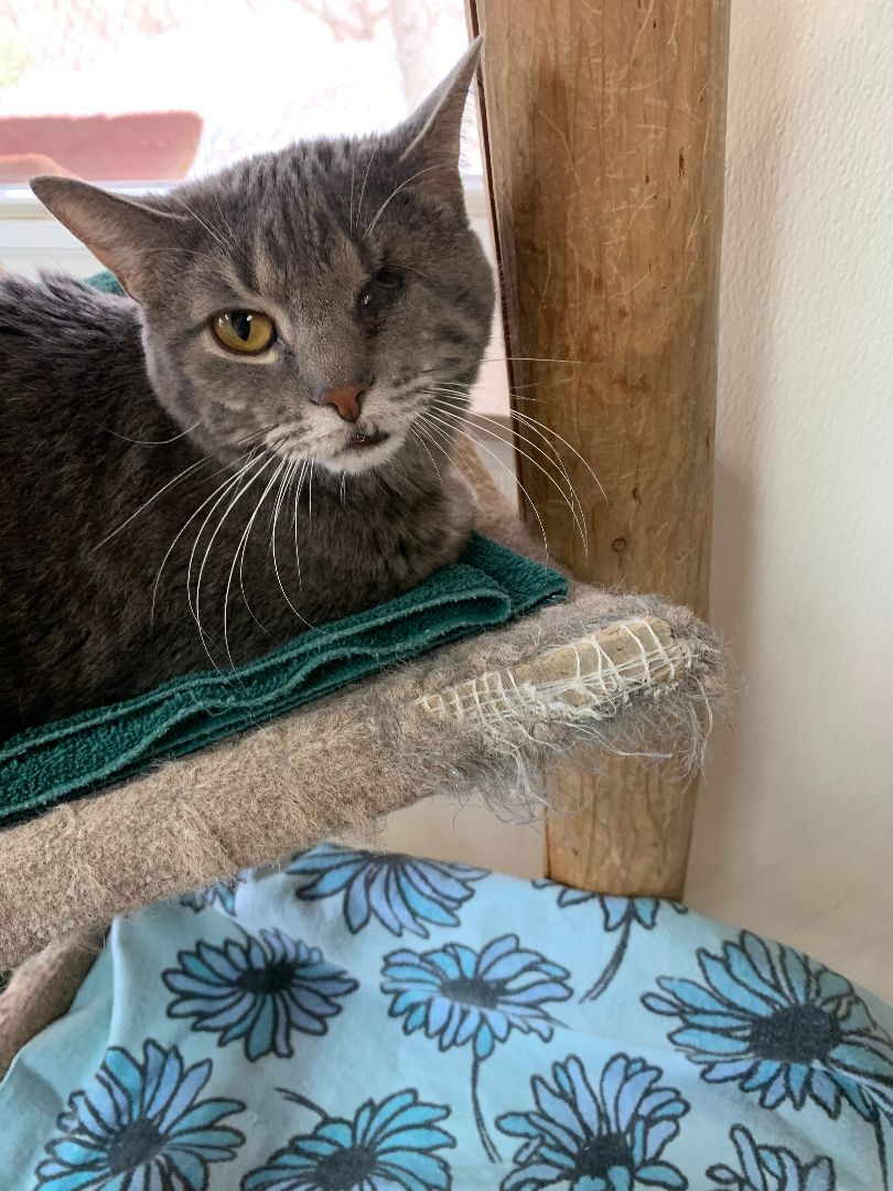 Enlarge Willie, a Adoptable Domestic Short Hair in Dillsburg, PA image 12/12