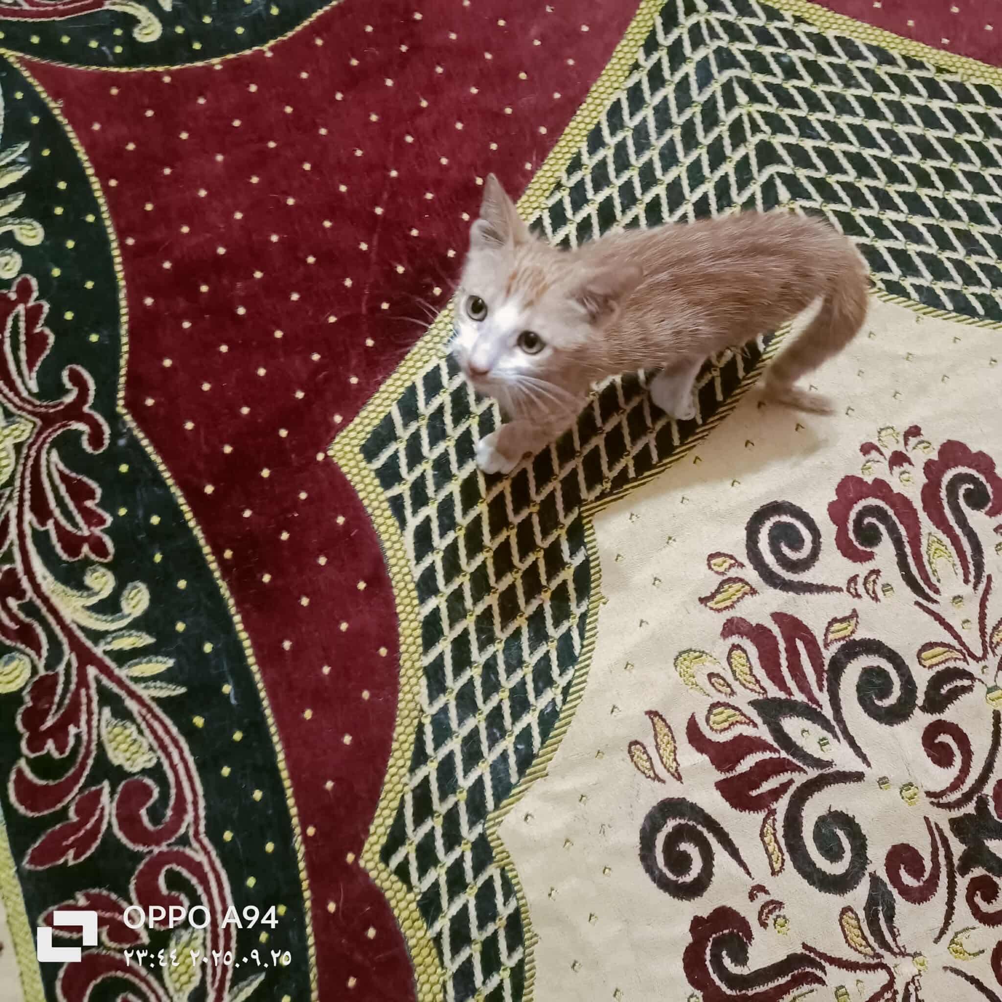 Archie-Broken leg kitten