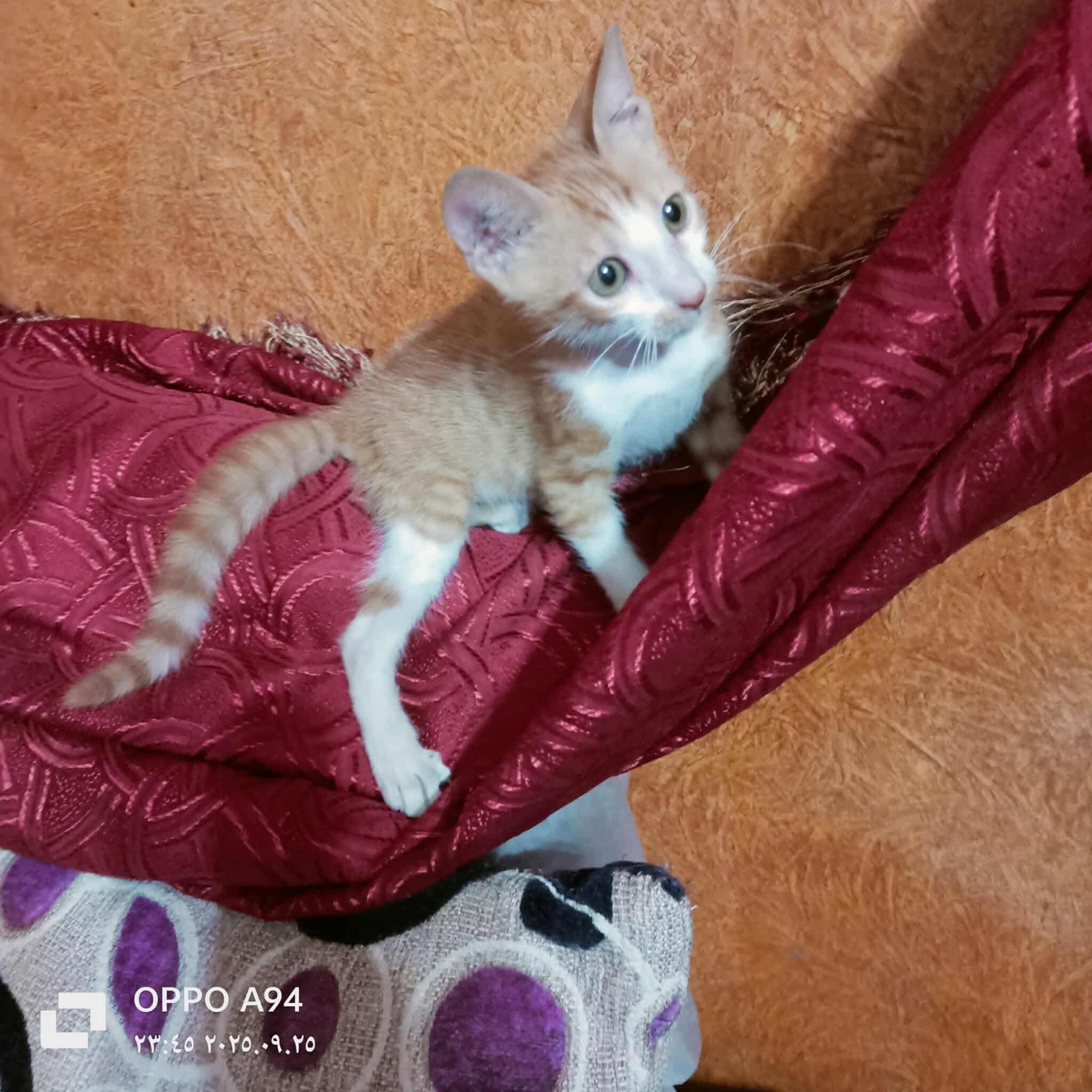 Archie-Broken leg kitten