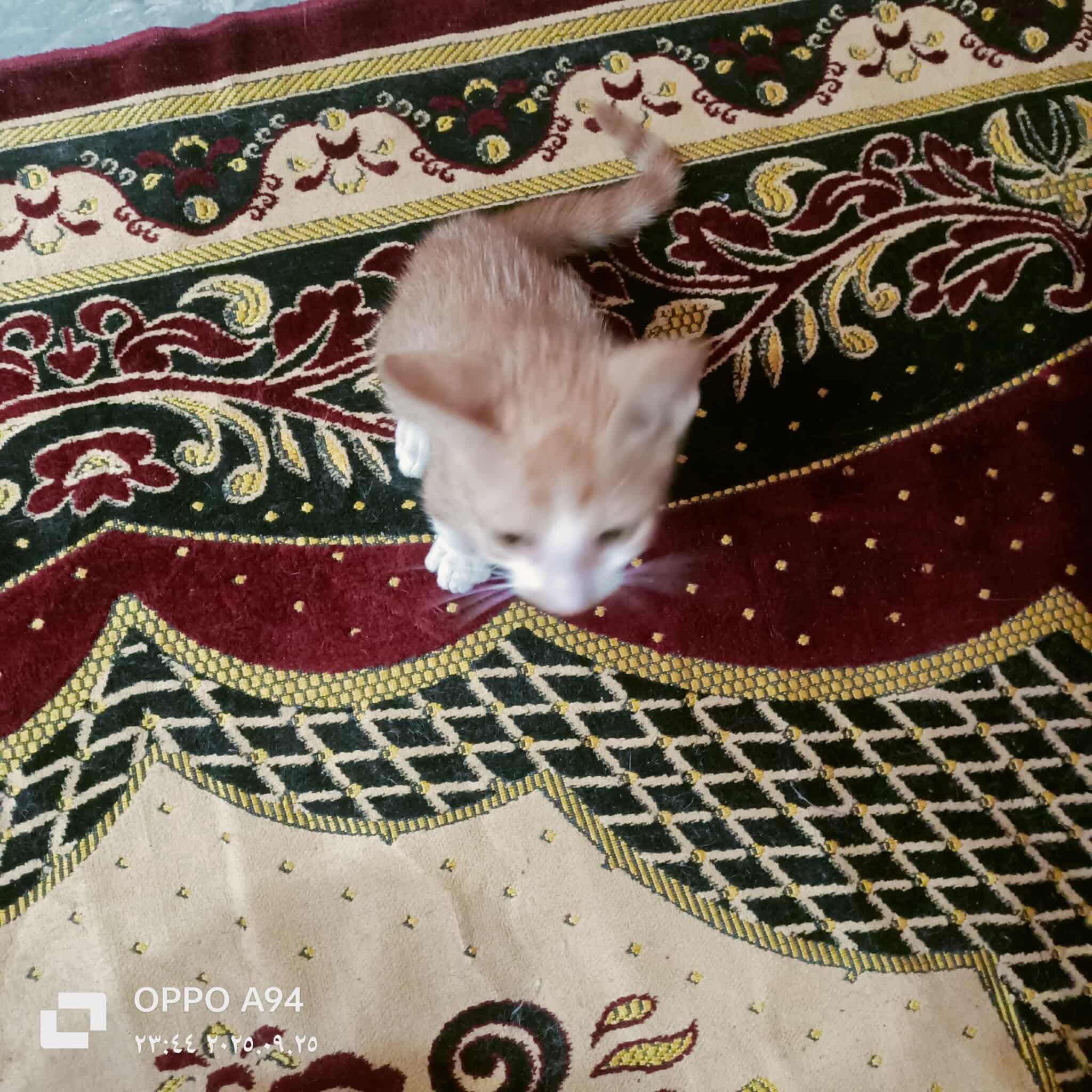 Archie-Broken leg kitten