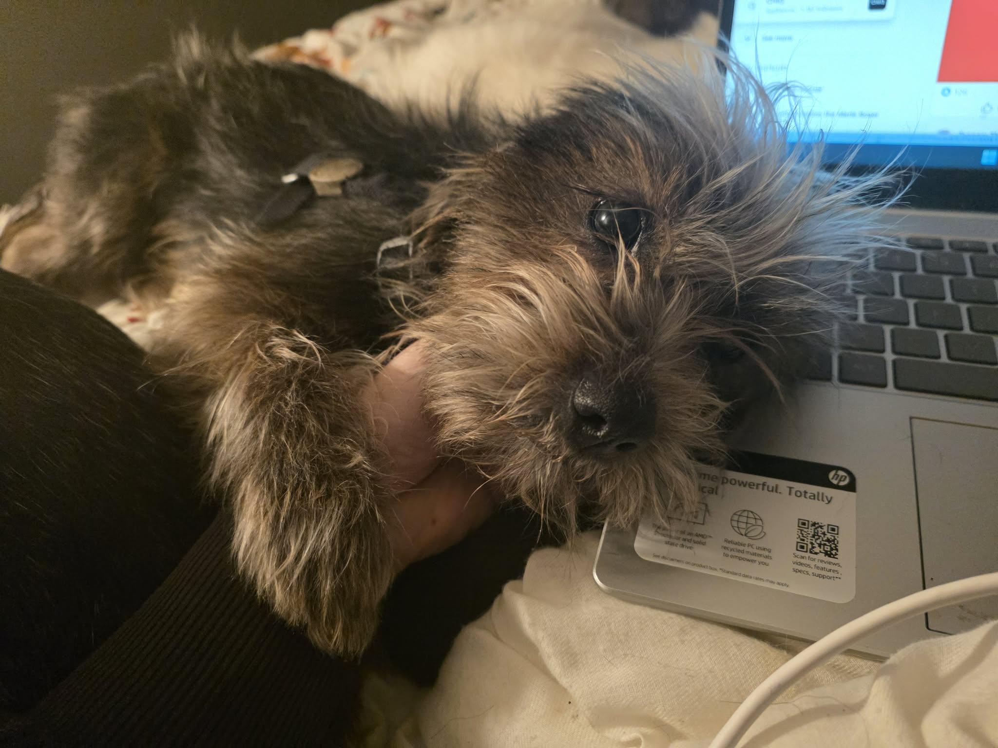 Enlarge Fang, a ADOPTABLE Shorkie in Wurtsboro, NY image 3/6